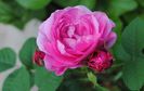 England s Rose