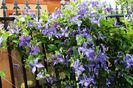 clematis Tie Dye