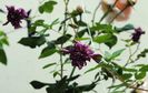 Purpurea Plena Elegans