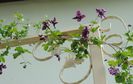 Purpurea Plena Elegans