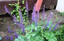 salvia nemorosa