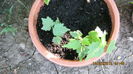plantute de abutilon