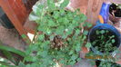campanula alba si cea albastra