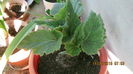 begonia tuberhibrida