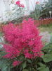 Astilbe