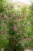 Rosemary Viaud