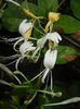 Lonicera japonica (2015, June 05)