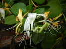 Lonicera japonica (2015, June 05)