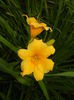 Hemerocallis Stella de Oro (2015, Jun.05)