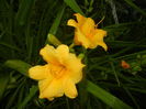 Hemerocallis Stella de Oro (2015, Jun.05)