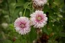 IMG_1909