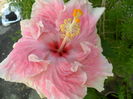 c,est bonne -a doua floare