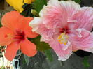 SAM_6027