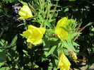 Oenothera biennis