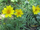 Coreopsis grandiflora-heliot