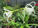 Himenocallis