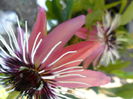 SAM_6056