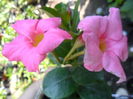 SAM_6036