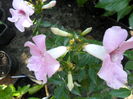 SAM_6037