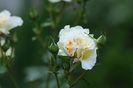 IMG_1476