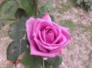 Purple Passion