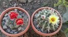 gymnocalycium baldianum / notocactus submammulosus