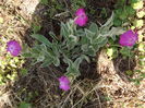 DSCF3973