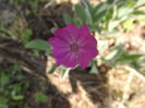 DSCF3974