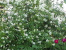 philadelphus inodorus