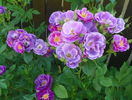 Rhapsody in Blue