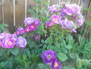 Rhapsody in Blue