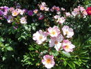 Rosy Cushion