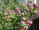 Futtaker Schlingrose?