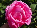 Futtaker Schlingrose?