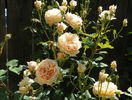 Crown Princess Margareta
