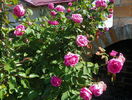 Futtaker Schlingrose?