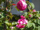Futtaker Schlingrose?