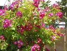 Perennial Blue