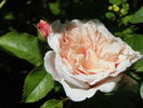 Rose de Tolbiac