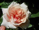 Rose de Tolbiac