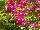Perennial Blue