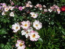Rosy Cushion