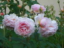 A shropshire Lad
