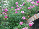 Futtaker Schlingrose?