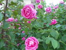 Futtaker Schlingrose?