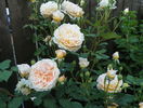 Crown Princess Margareta