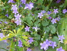 campanula posharskyana