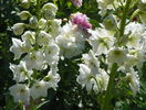 delphinium