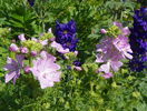 malva moschata rosea si delphinium