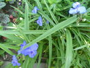 tradescantie Leonora